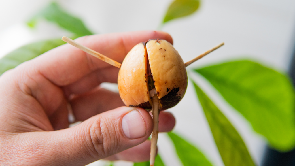 Come Piantare Avocado Guida Completa e Consigli per il Successo